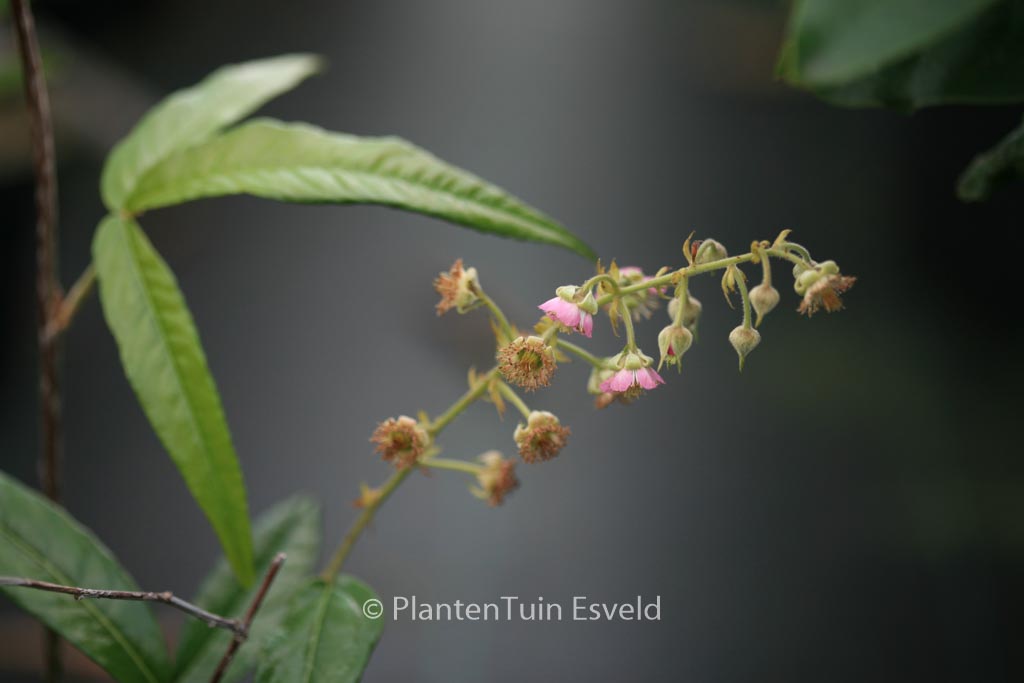 Rubus henryi bambusarum