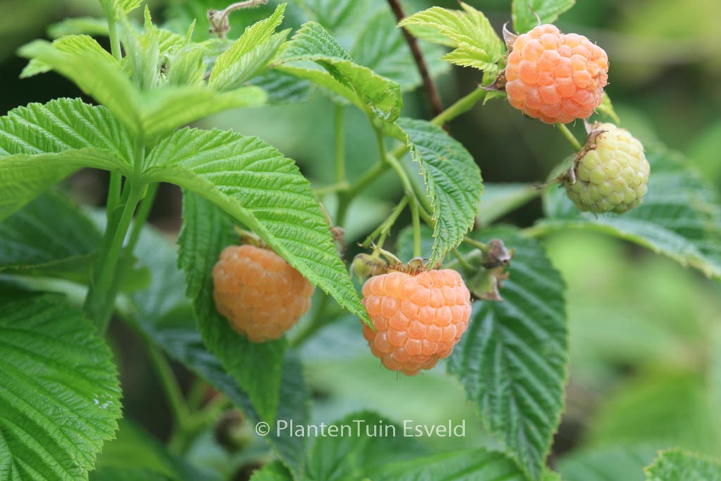 Rubus idaeus ‘Fallgold’
