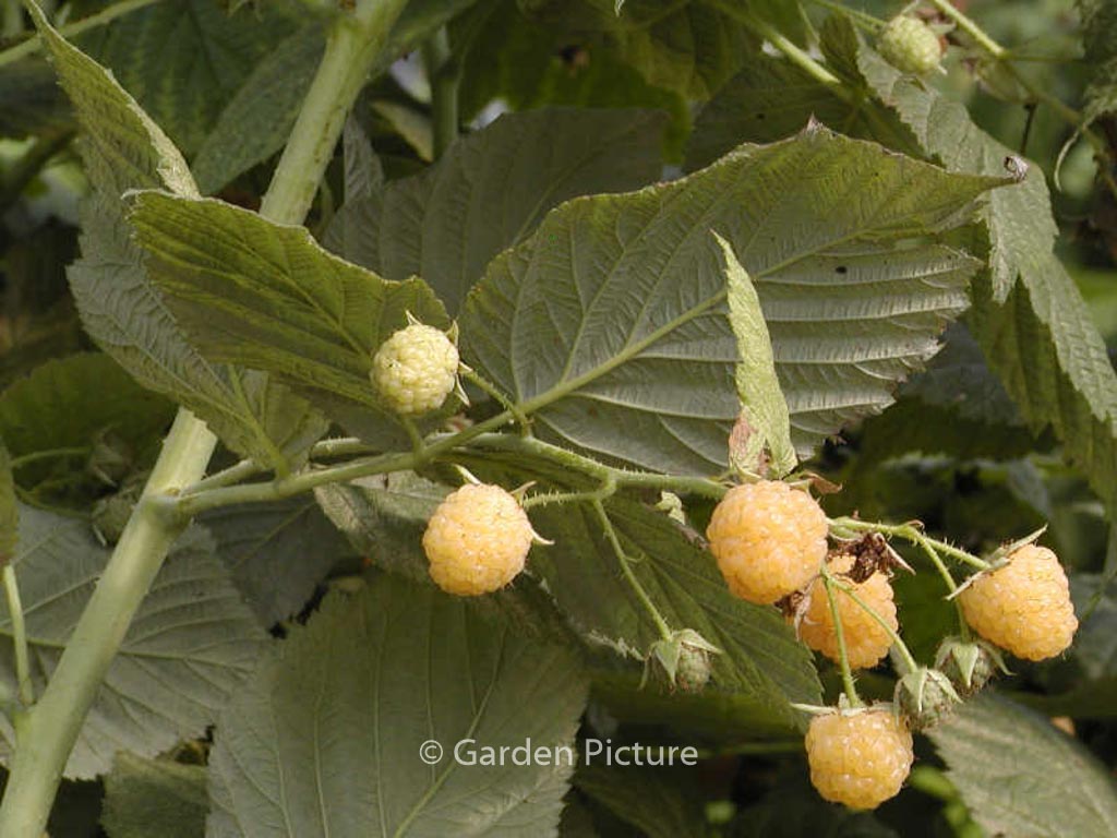 Rubus idaeus ‘Golden Bliss’