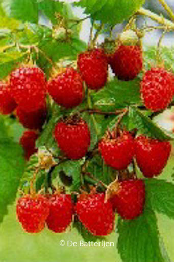 Rubus idaeus ‘Malling Promise’