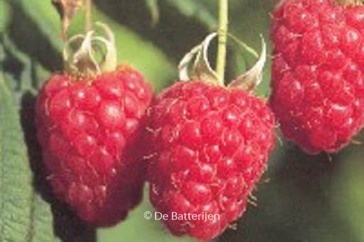 Rubus idaeus ‘Schoenemann’