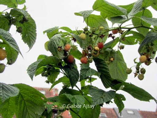 Rubus idaeus ‘Tulameen’