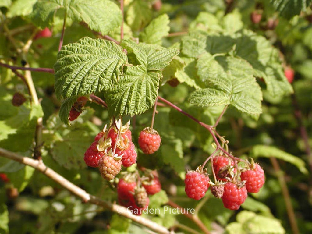 Rubus idaeus