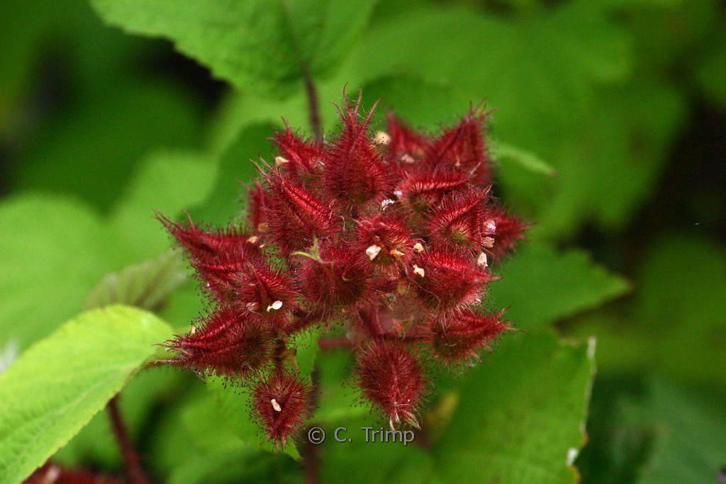 Rubus loganobaccus ‘Tayberry’