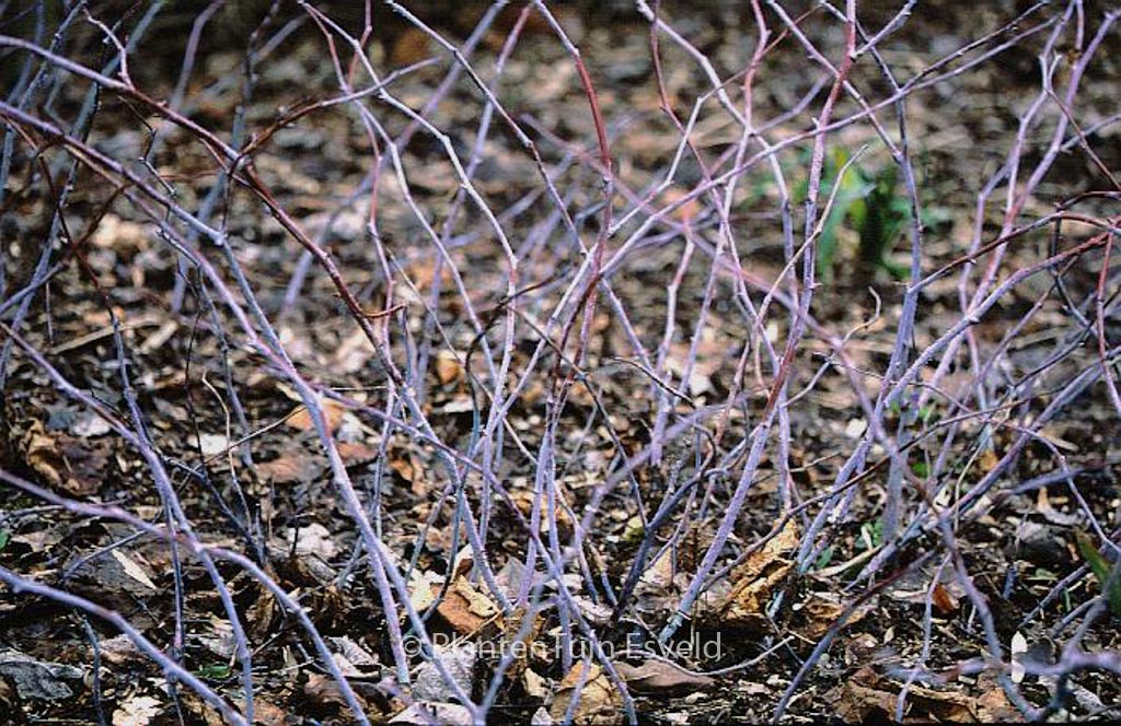 Rubus peltatus