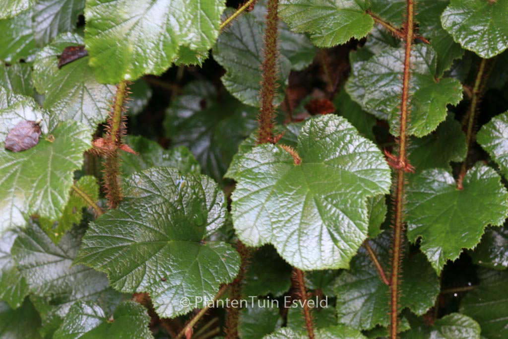 Rubus tricolor