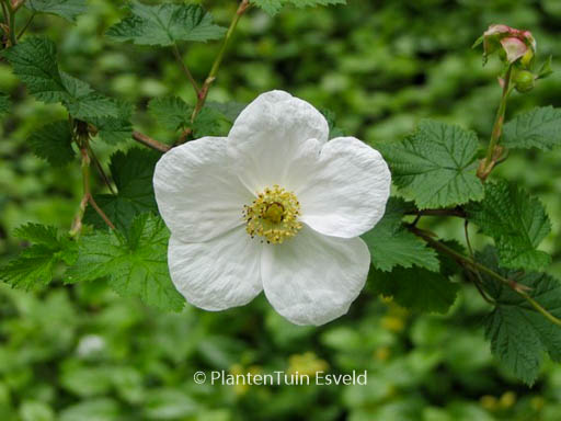 Rubus tridel ‘Benenden’