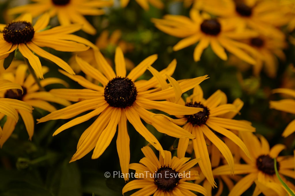 Rudbeckia fulgida ‘Forever Gold’