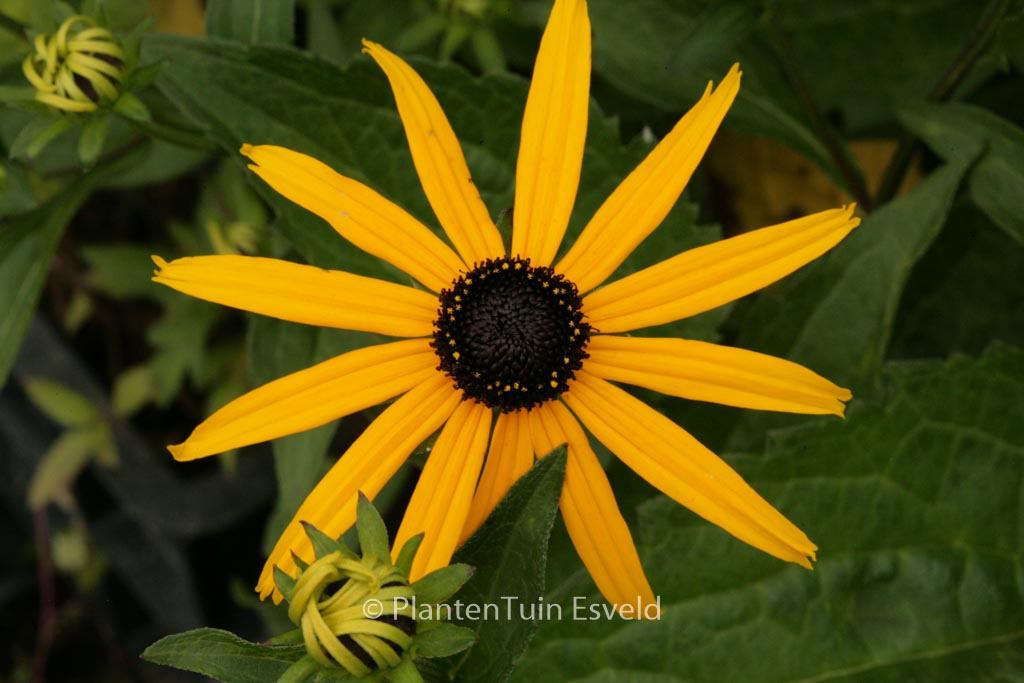 Rudbeckia fulgida ‘Goldsturm’