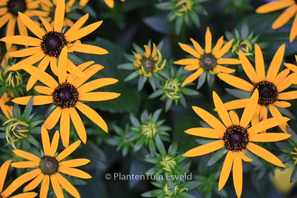 Rudbeckia fulgida ‘Little Goldstar’