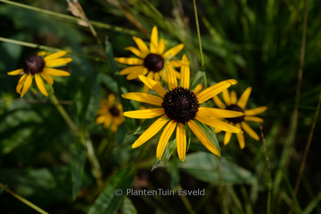 Rudbeckia fulgida ‘Sun Ka Ching’