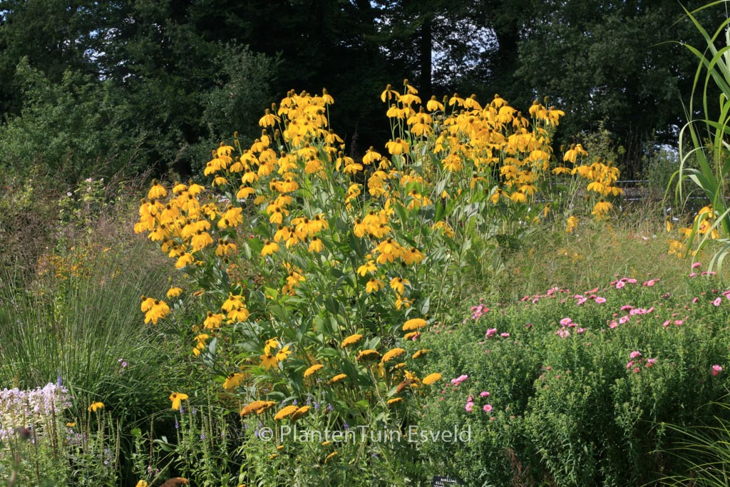 Rudbeckia nitida ‘Juligold’
