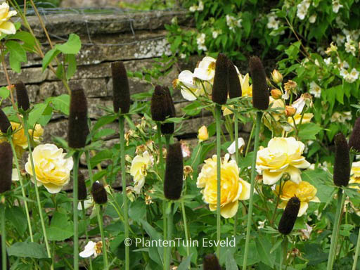 Rudbeckia occidentalis ‘Green Wizzard’