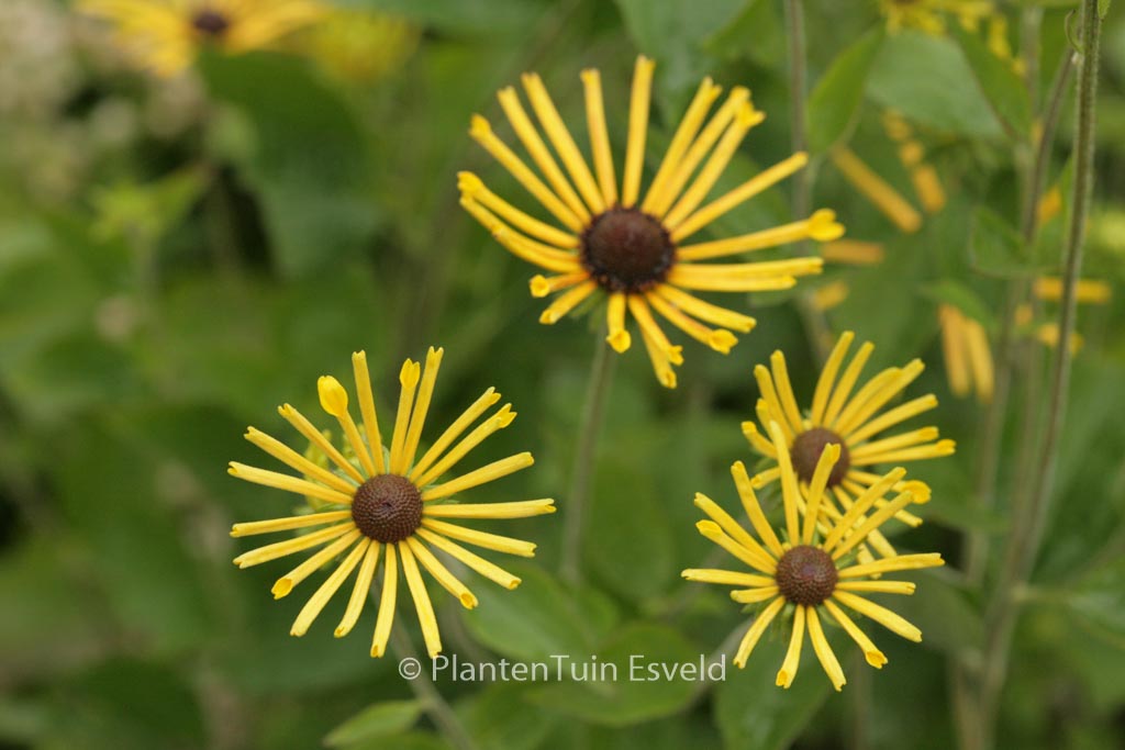 Rudbeckia subtomentosa ‘Henry Eilers’