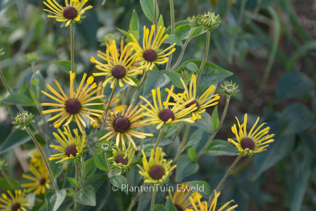 Rudbeckia subtomentosa ‘Little Henry’