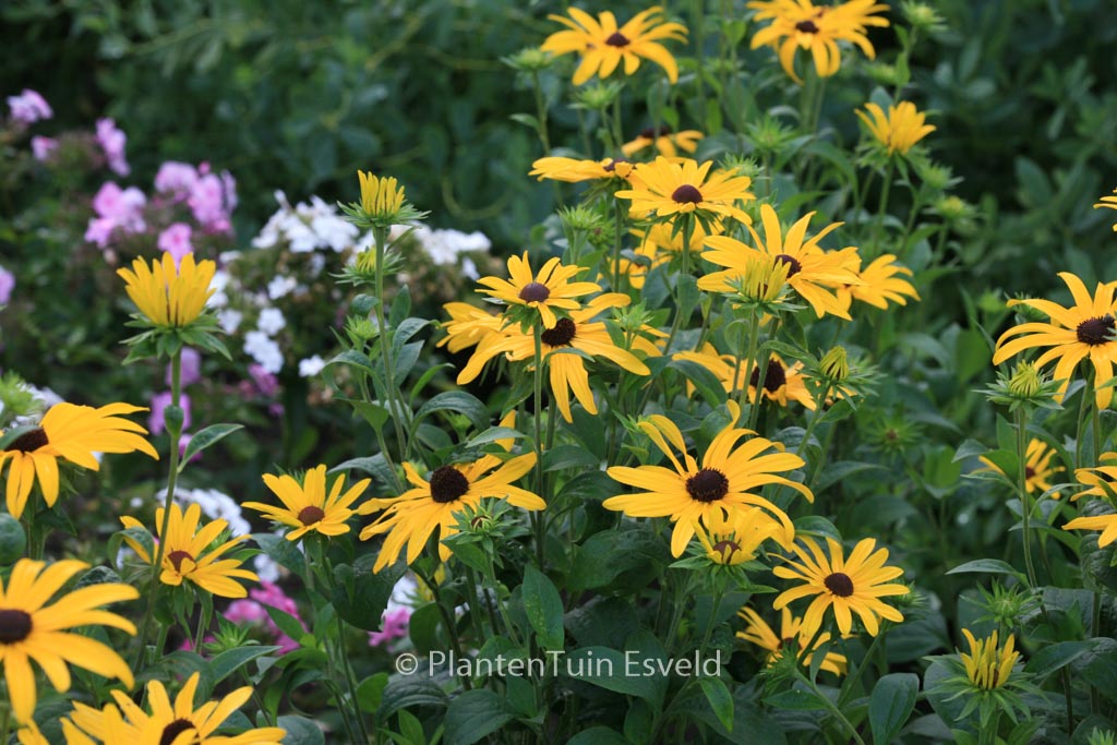 Rudbeckia subtomentosa ‘Loofasha Wheaten Gold