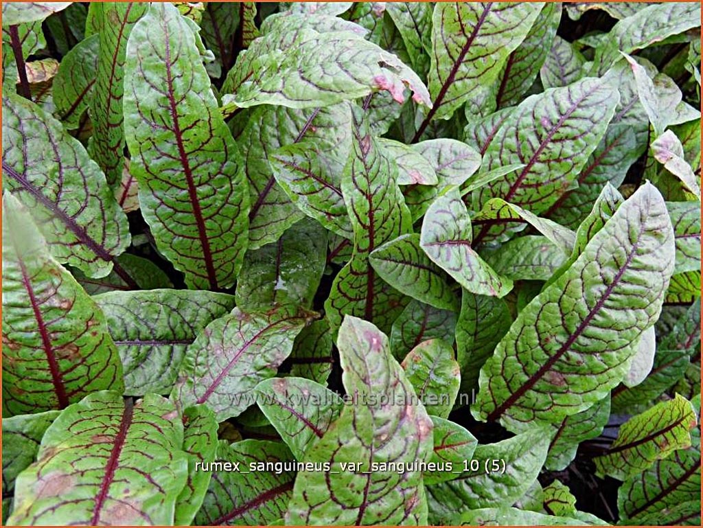 Rumex sanguineus var. sanguineus