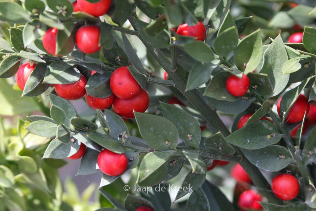 Ruscus aculeatus
