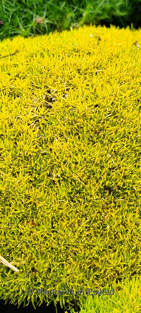 Sagina subulata ‘Aurea’