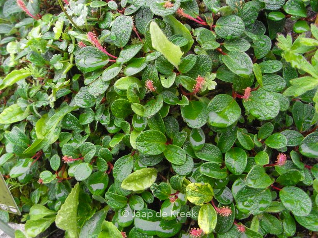 Salix ‘Boydii’