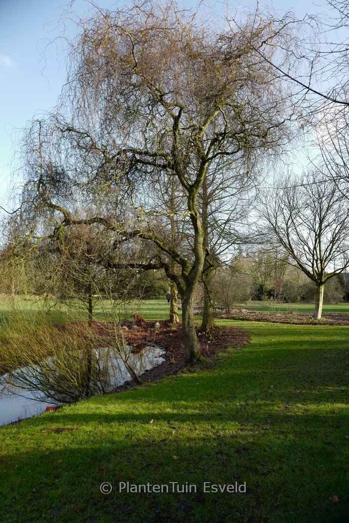 Salix ‘Erythroflexuosa’