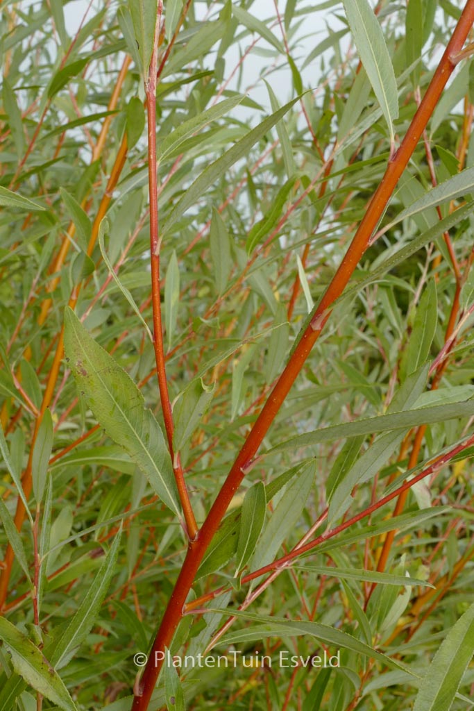 Salix alba ‘Chermesina’