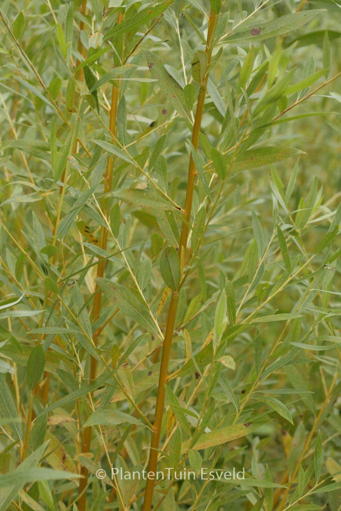 Salix alba ‘Golden Ness’