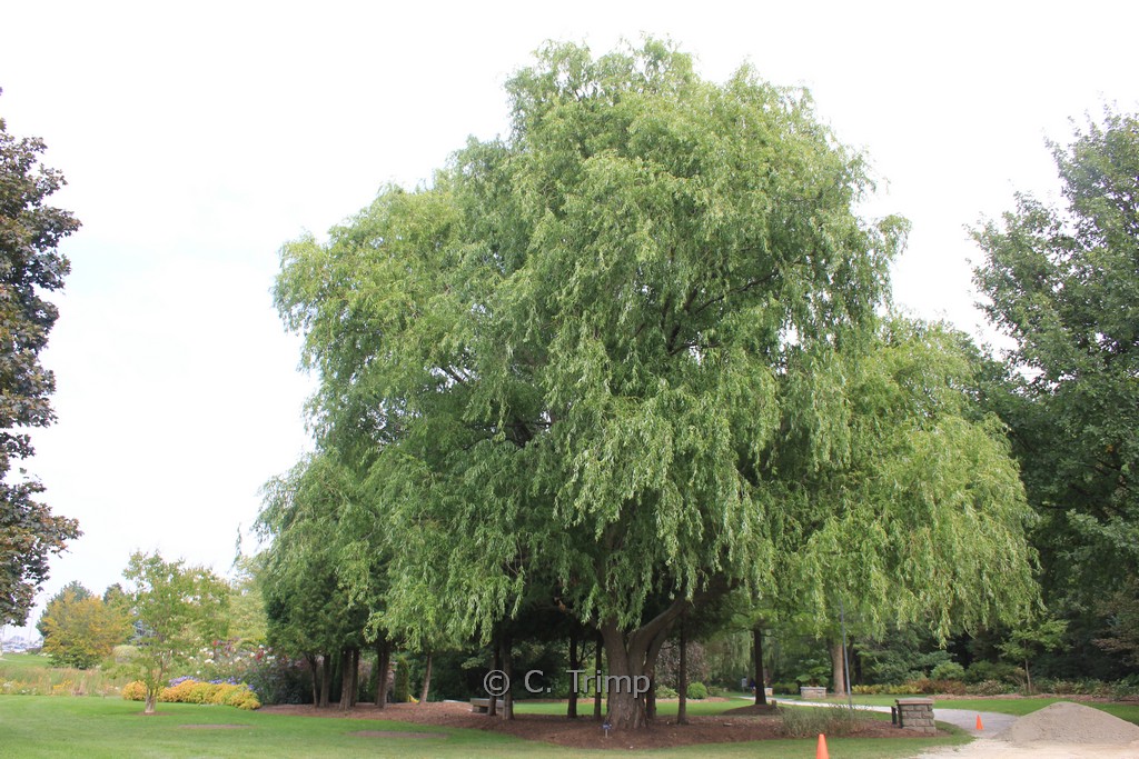 Salix babylonica ‘Tortuosa’