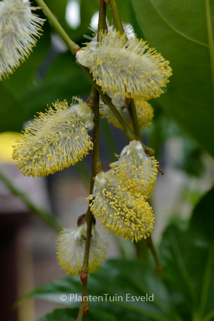 Salix caprea ‘Kilmarnock’