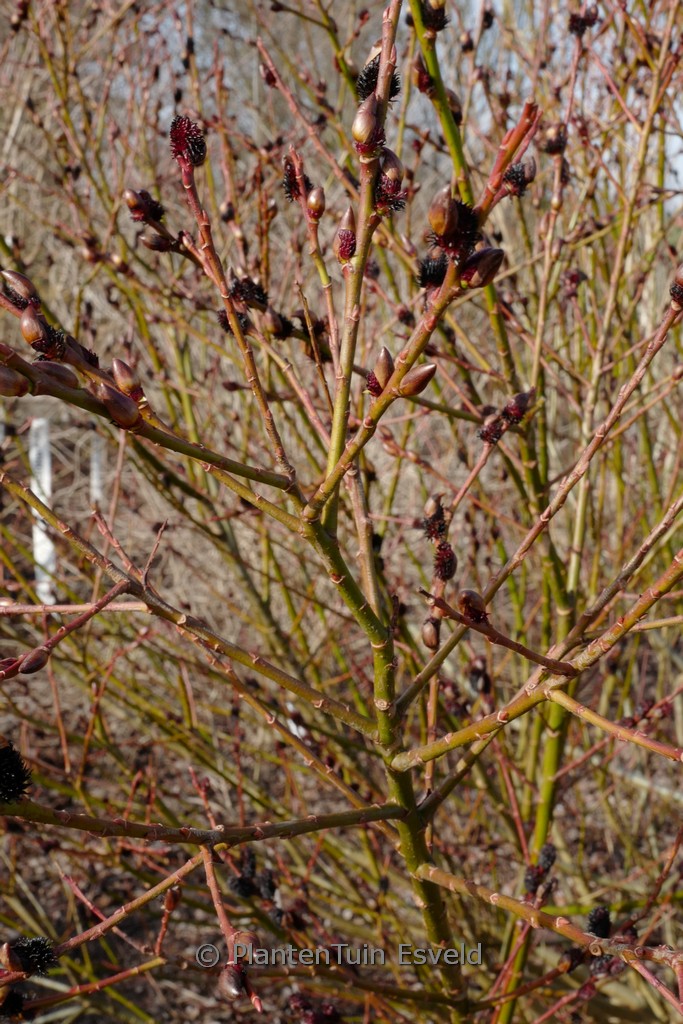 Salix gracilistyla ‘Melanostachys’