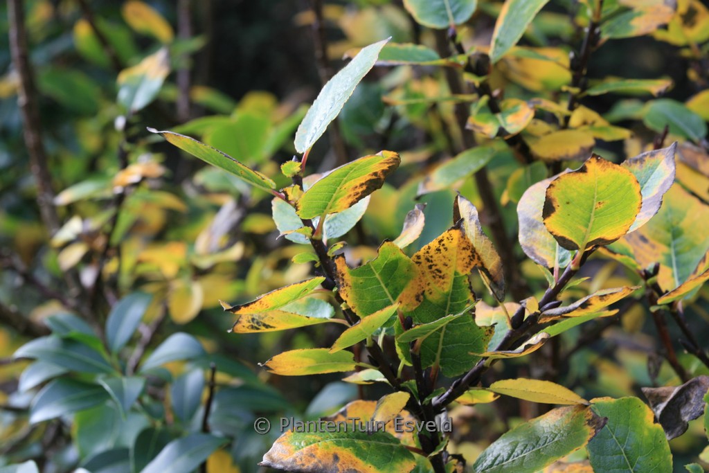 Salix hastata ‘Wehrhahnii’