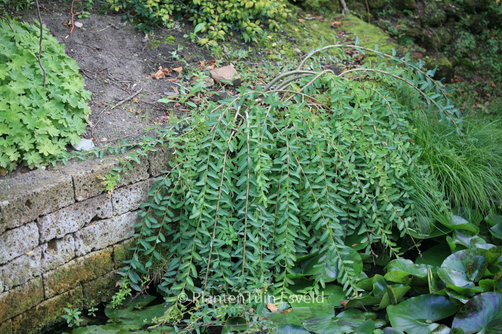 Salix integra ‘Pendula’