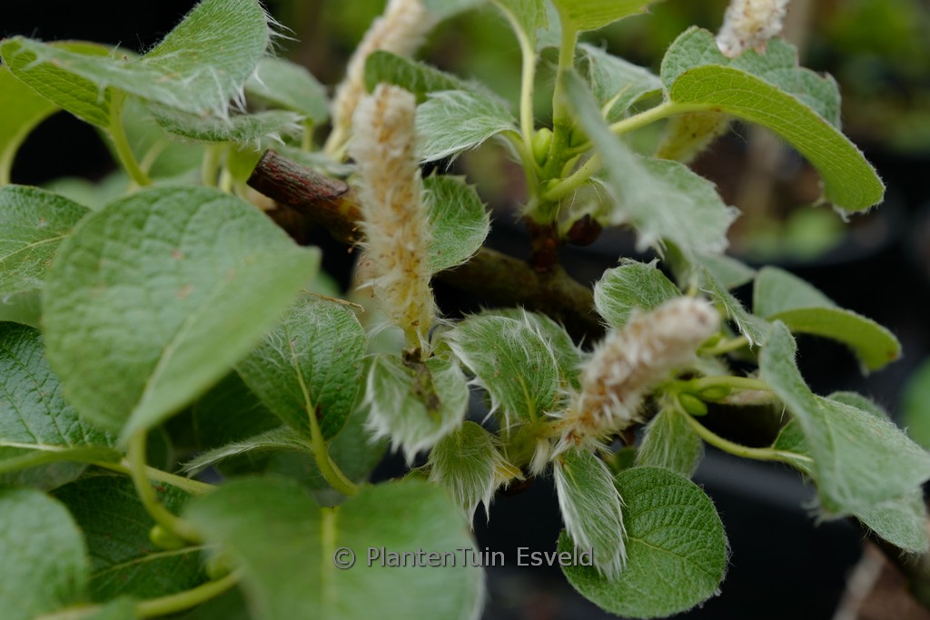 Salix nakamurana yezoalpina
