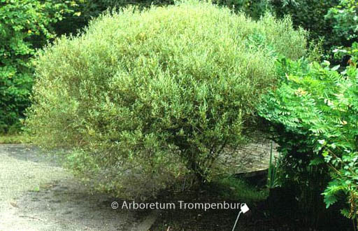 Salix purpurea ‘Nana’