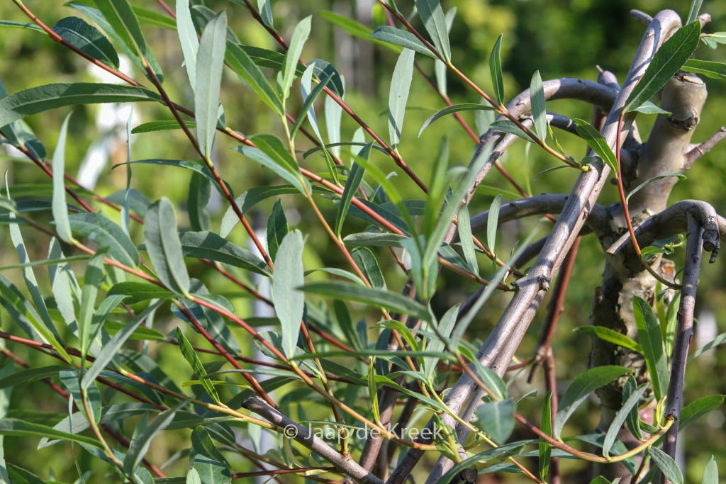 Salix purpurea ‘Pendula’
