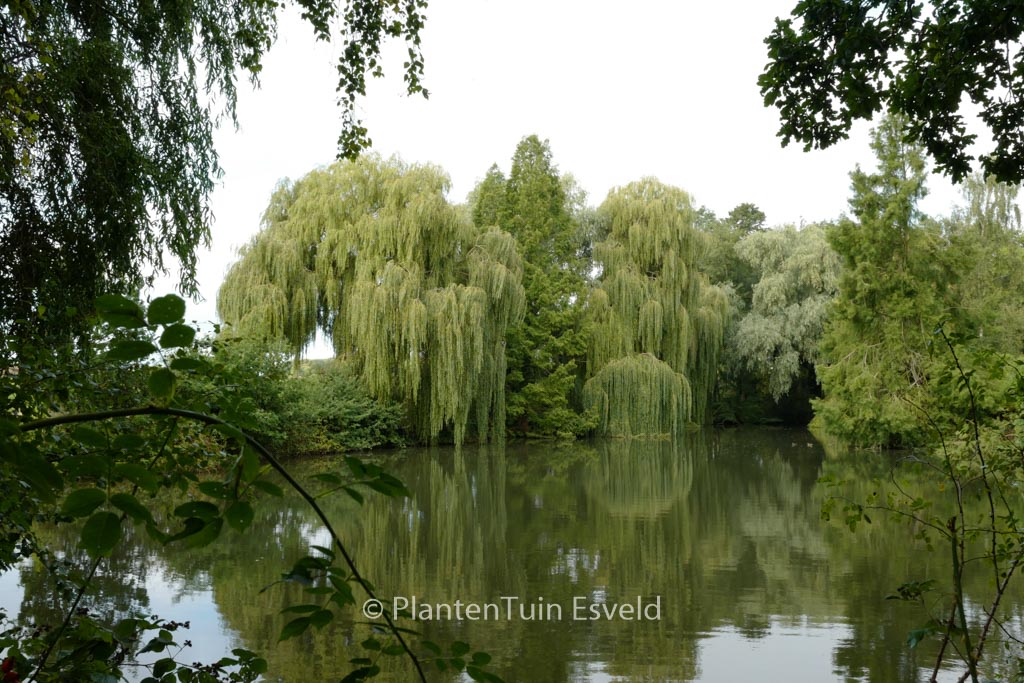 Salix sepulcralis ‘Chrysocoma’