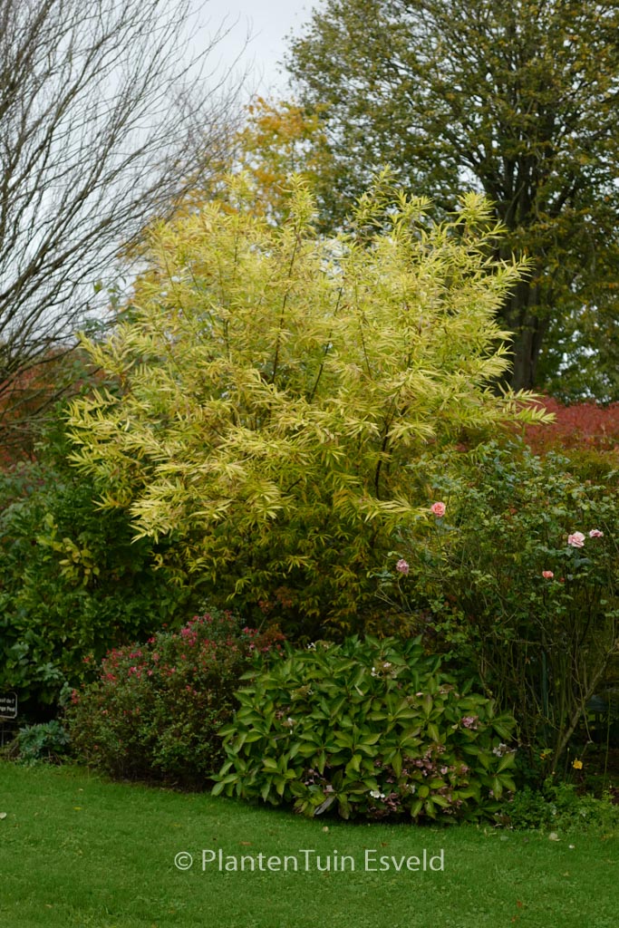 Salix udensis ‘Golden Sunshine’