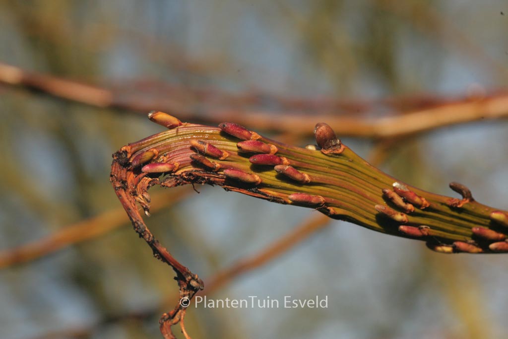Salix udensis ‘Sekka’