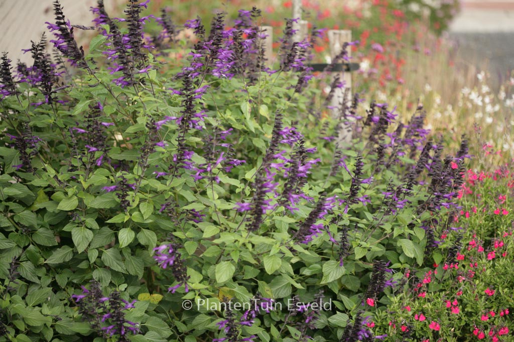 Salvia ‘Amistad’