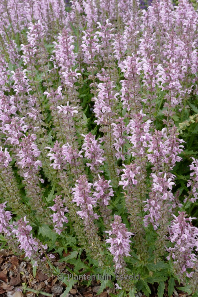 Salvia ‘Feathers Flamingo’