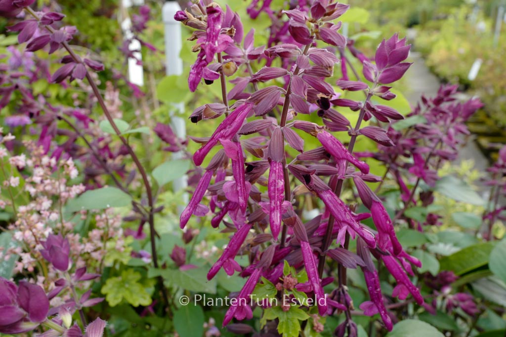 Salvia ‘Serendip6’ (LOVE AND WISHES)