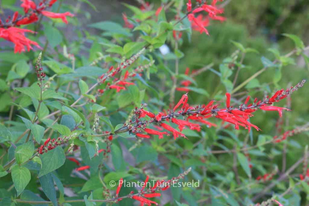 Salvia elegans ‘Scarlet Pineapple’