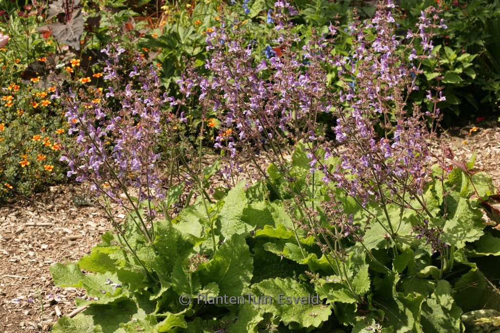 Salvia forskaohlei
