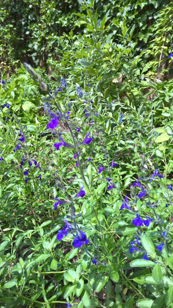 Salvia greggii ‘Blue Note’