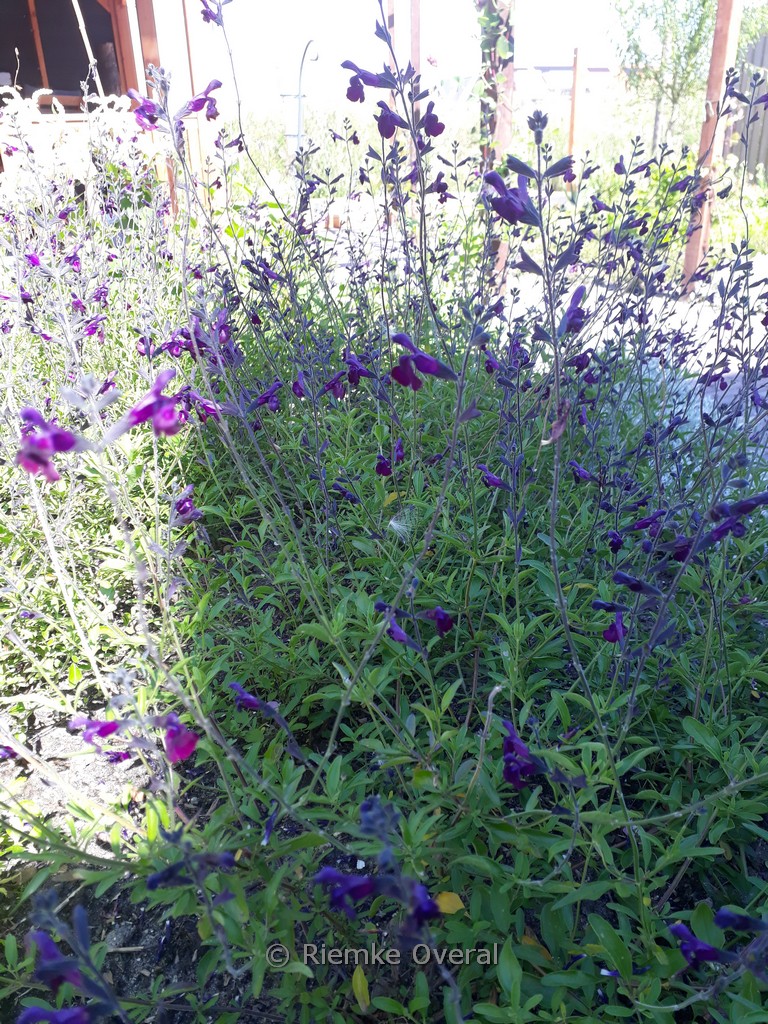 Salvia jamensis ‘Nachtvlinder’