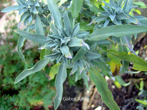 Salvia lavandulifolia