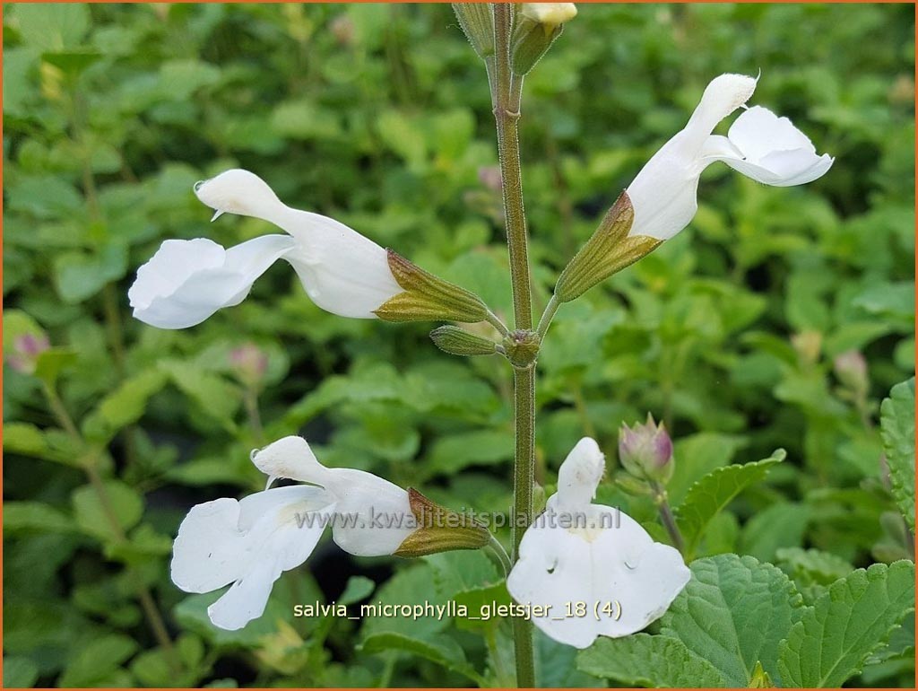 Salvia microphylla ‘Gletsjer’