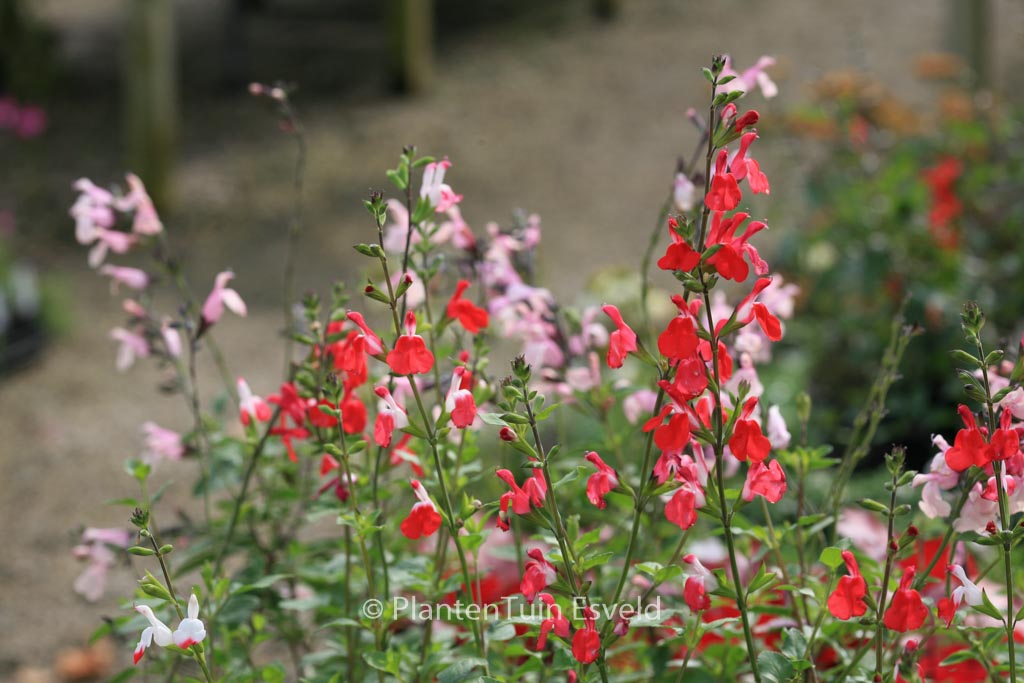 Salvia microphylla ‘Hot Lips’