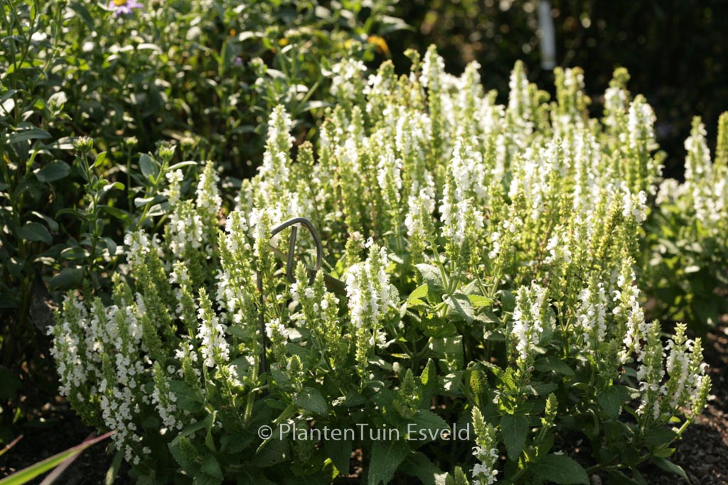 Salvia nemerosa ‘Flor Sal White’ (SENSATION WHITE)