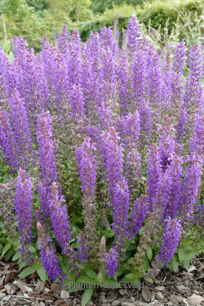 Salvia nemorosa ‘ALKLF’ (BLUE BOUQETTA)